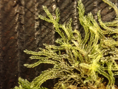 Cephalozia bicuspidata