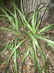 Yucca rupicola