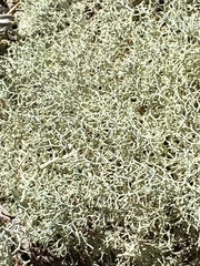Cladonia subtenuis