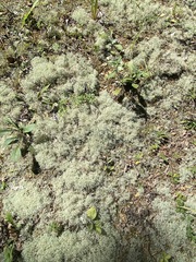 Cladonia subtenuis