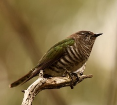 Chrysococcyx lucidus