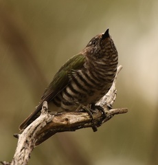 Chrysococcyx lucidus