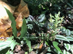 Habenaria stenopetala