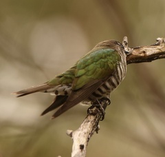 Chrysococcyx lucidus