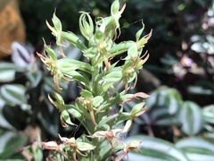 Habenaria stenopetala