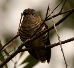 Chrysococcyx lucidus