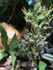 Habenaria stenopetala