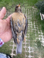 Turdus rufitorques