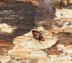 Scaphidium alpicola