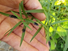 Asteromyia euthamiae