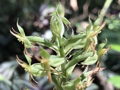 Habenaria stenopetala