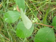 Symphoricarpos occidentalis