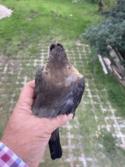 Turdus rufitorques