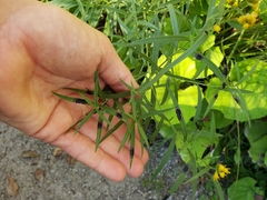 Asteromyia euthamiae