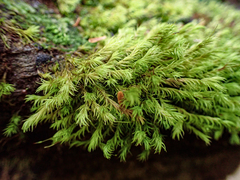 Racomitrium