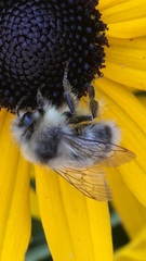 Bombus vancouverensis