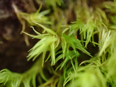 Racomitrium