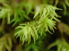 Racomitrium