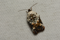 Acleris nivisellana