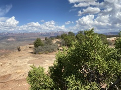 Juniperus osteosperma