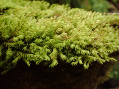 Racomitrium