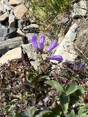 Penstemon ellipticus