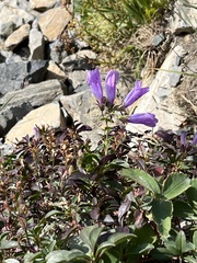 Penstemon ellipticus