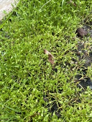 Sagina japonica