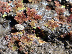 Gelastocoris oculatus