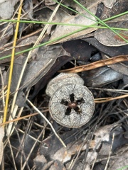 Eucalyptus megacarpa