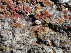 Gelastocoris oculatus