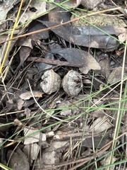 Eucalyptus megacarpa