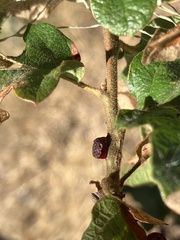 Disholcaspis mellifica