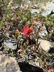 Castilleja miniata miniata