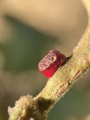 Disholcaspis mellifica