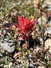Castilleja miniata miniata