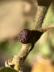 Disholcaspis mellifica