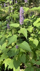 Agastache foeniculum