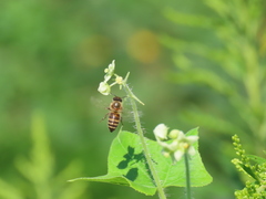 Apis cerana japonica