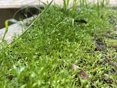Sagina japonica