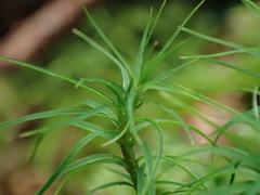 Polytrichastrum alpinum