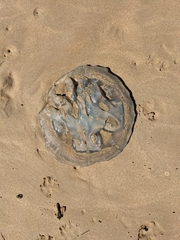 Catostylus