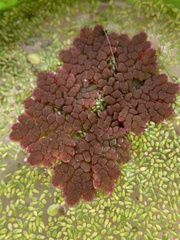 Azolla microphylla