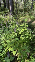 Agastache foeniculum