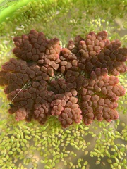 Azolla microphylla