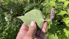 Agastache foeniculum