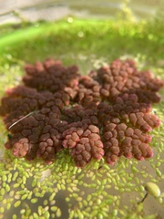 Azolla microphylla