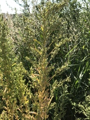 Axyris amaranthoides