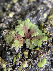 Azolla microphylla