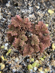 Azolla microphylla